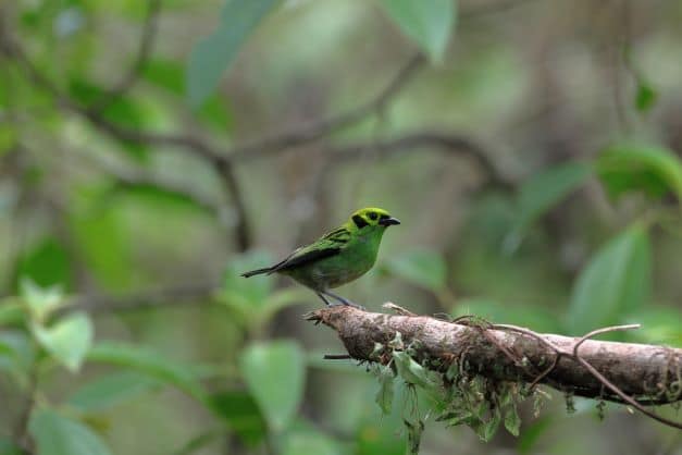 Emerald Tanager 2