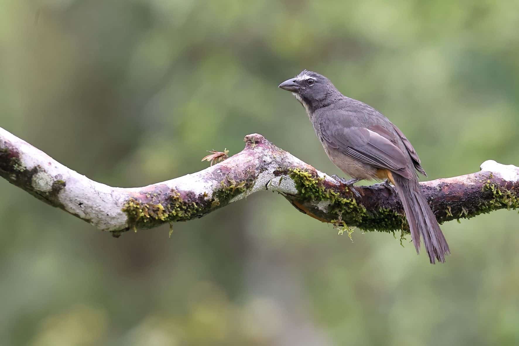 Cinnamon bellied Saltator