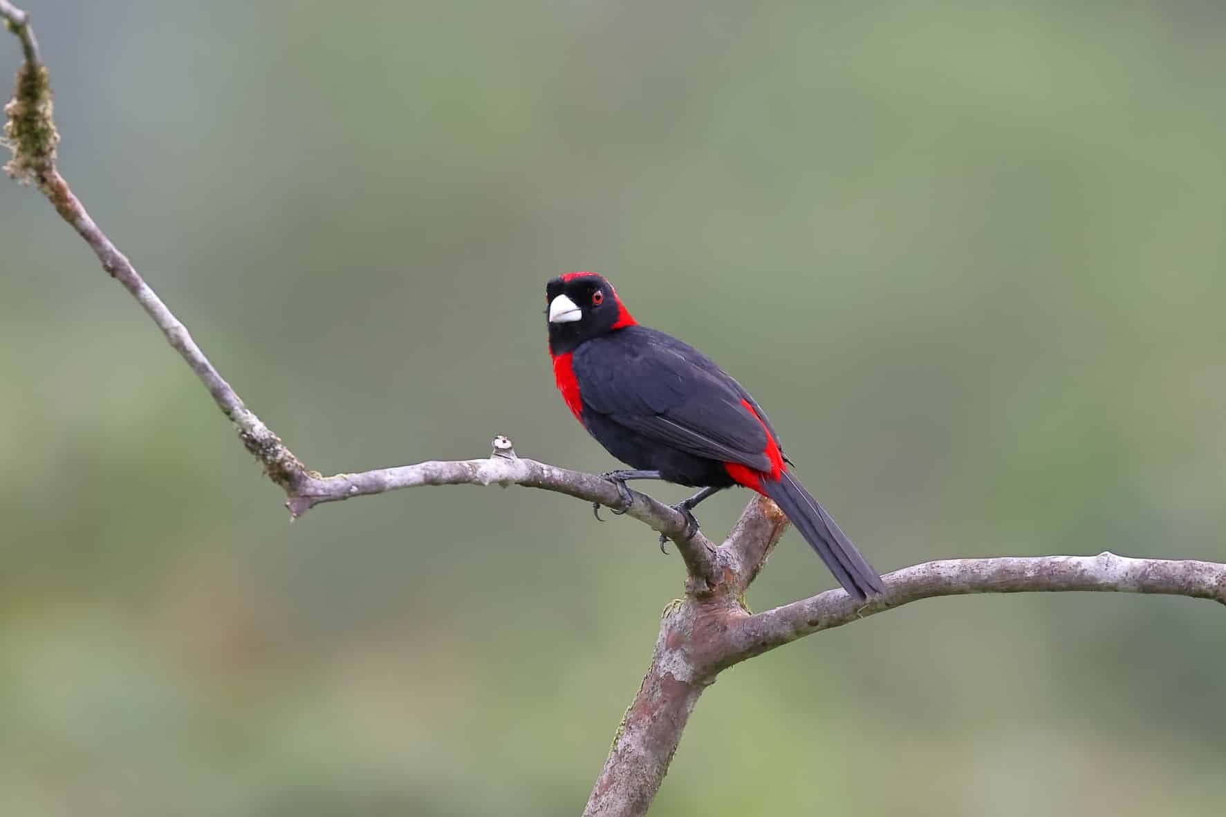 Crimson collored Tanager 3