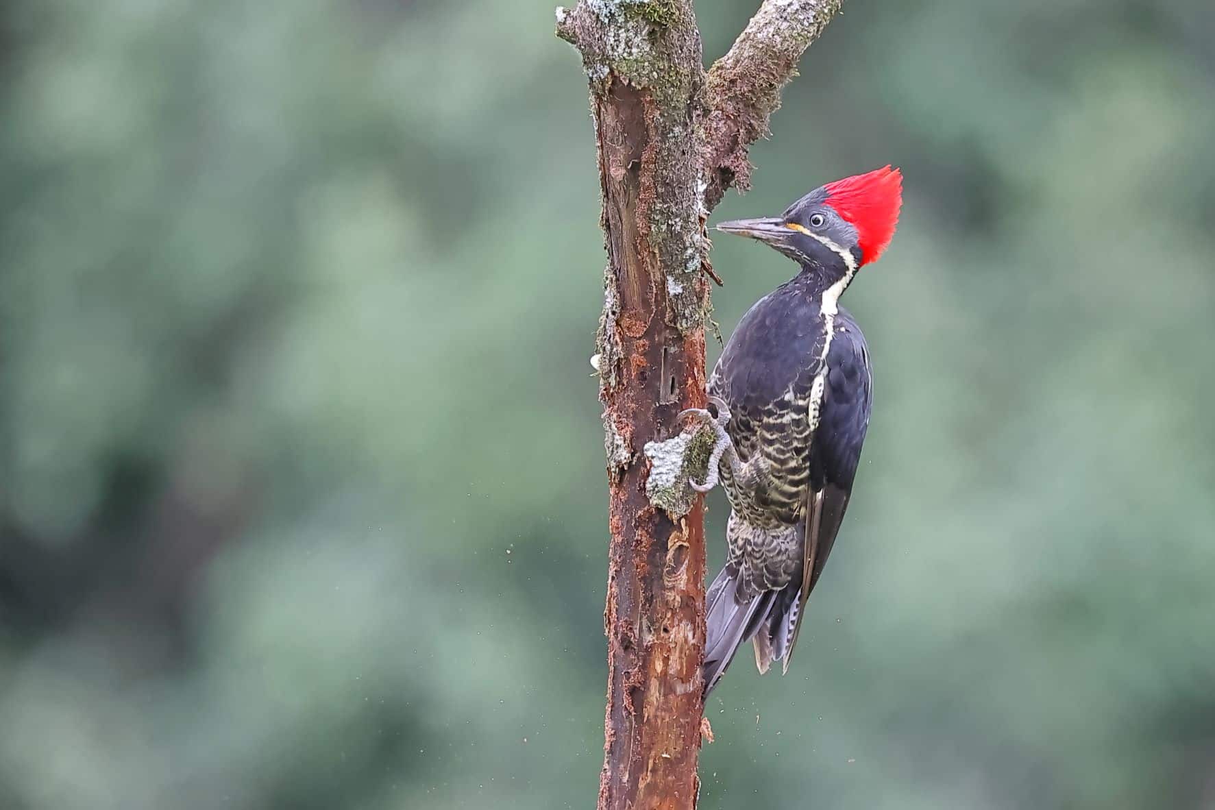 Liniated Woodpecker 4