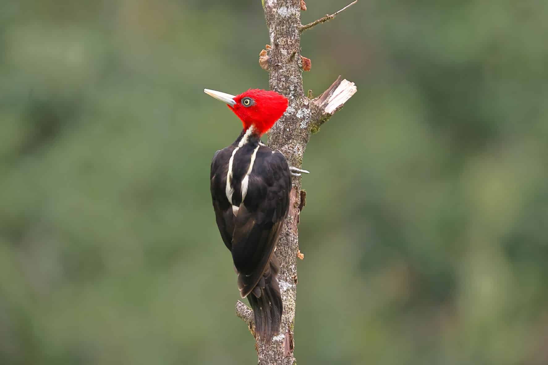 Pale billed Woodpecker 3