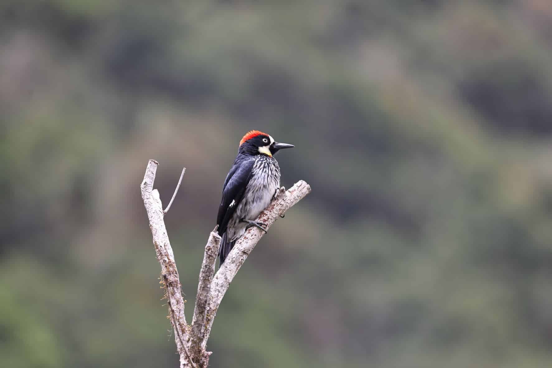 Acorn Woodpecker -1