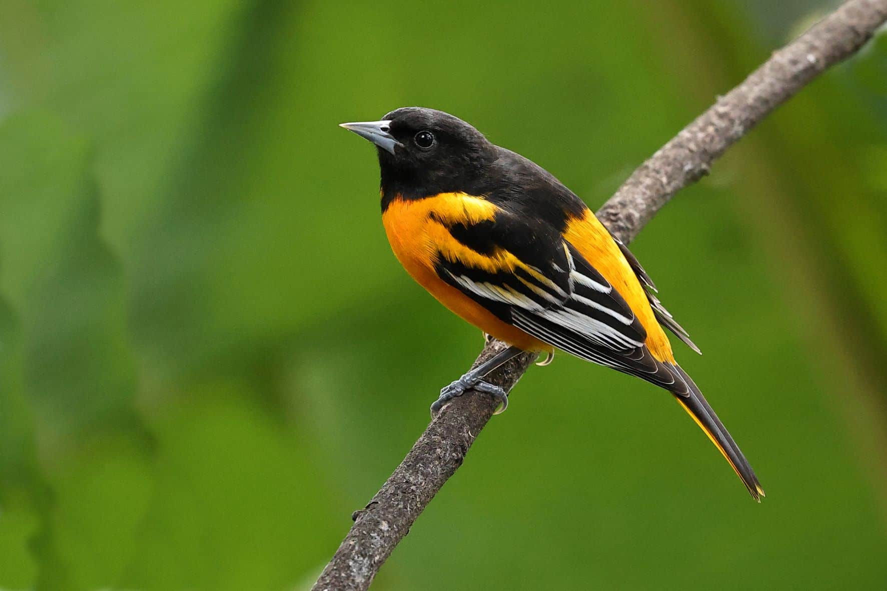 Baltimore Oriole -1