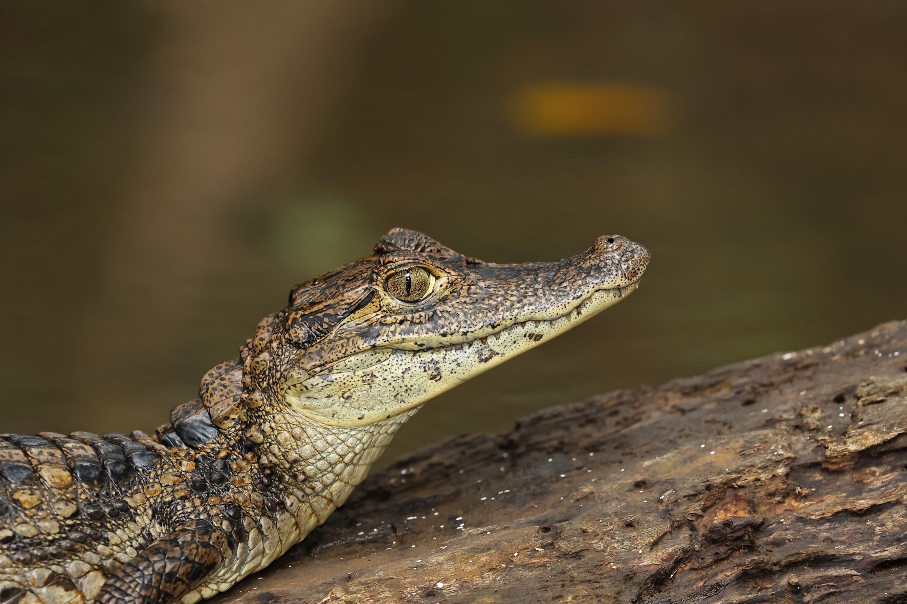 Caiman -1