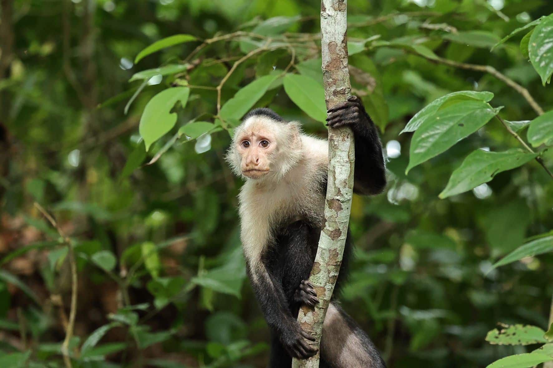 Capuchin Monkey 2-1