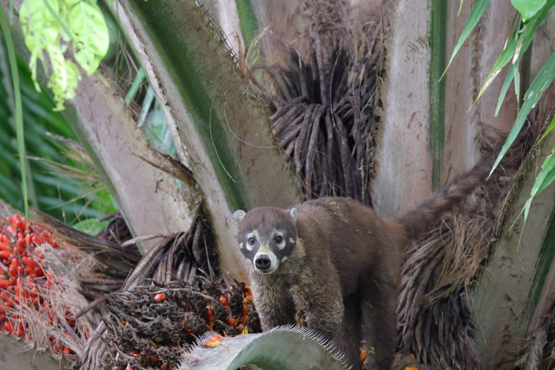 Coati Mundi -1