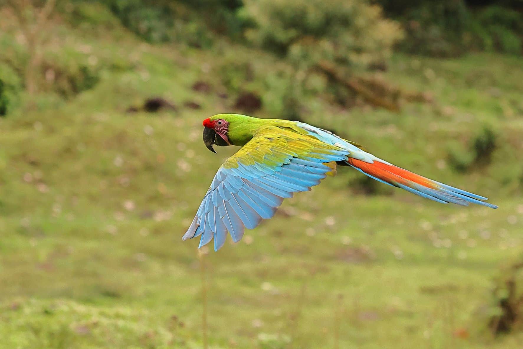 Great green Macaw 8 -1