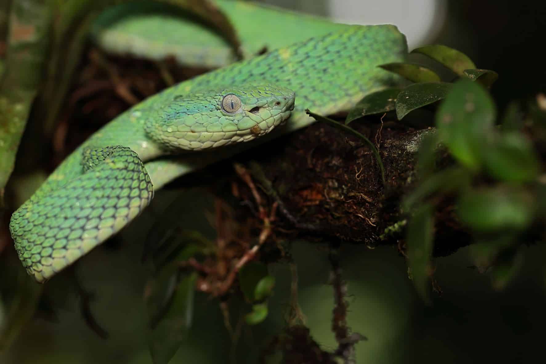 Palm Viper 3-1