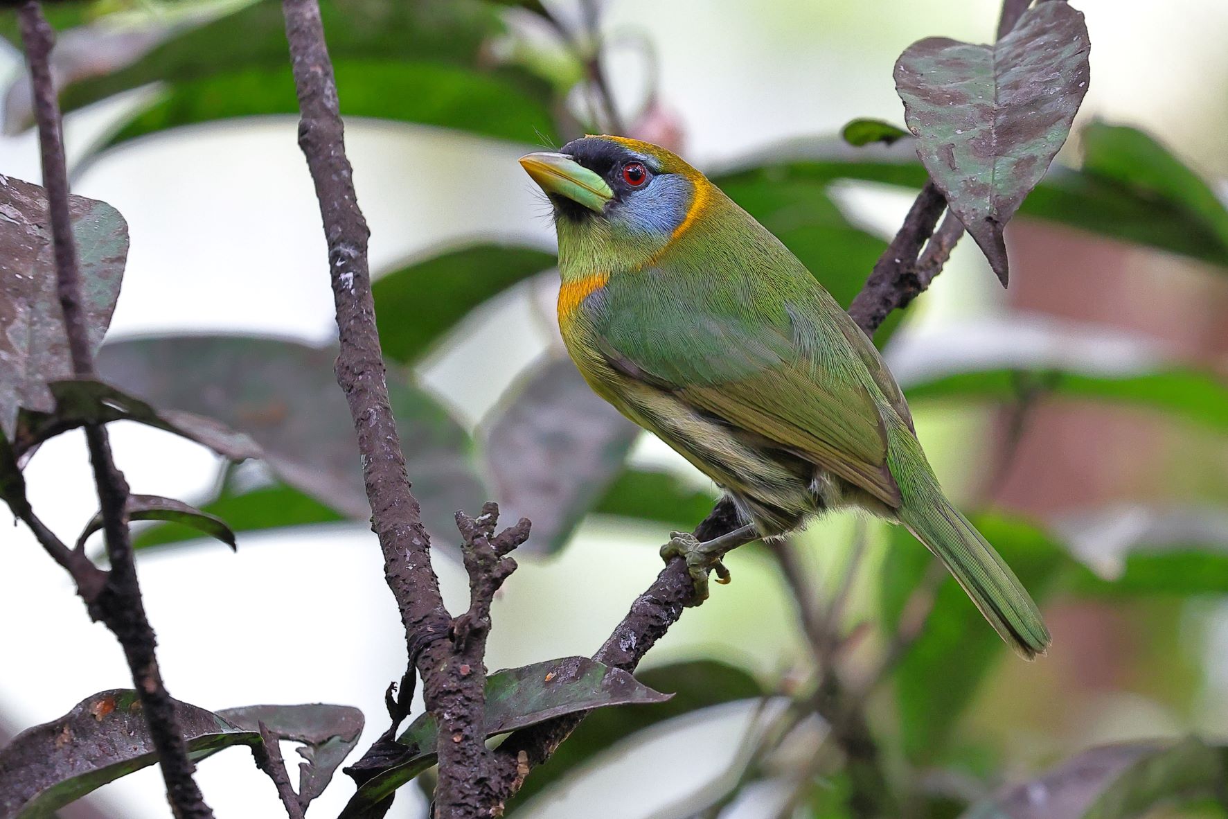 Red headed Barbet -1