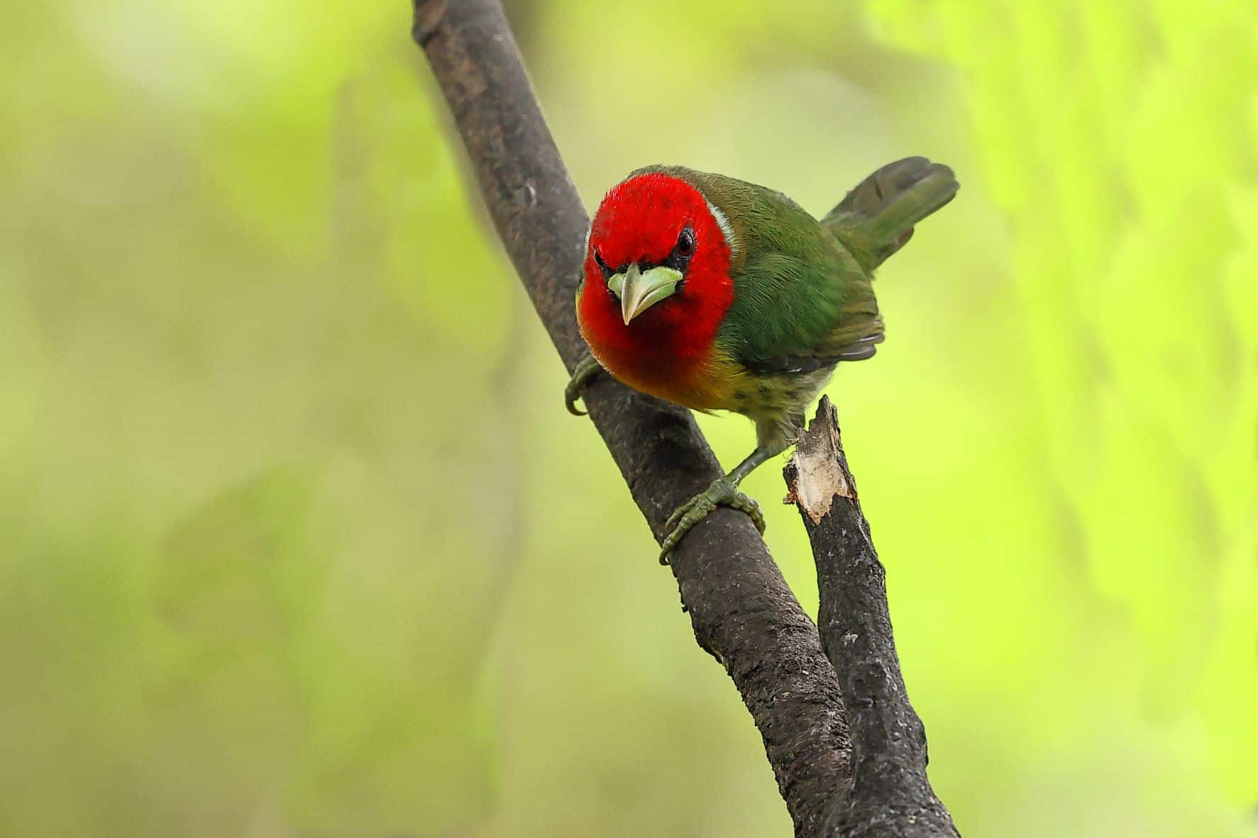 Red headed Barbet 2 - 1