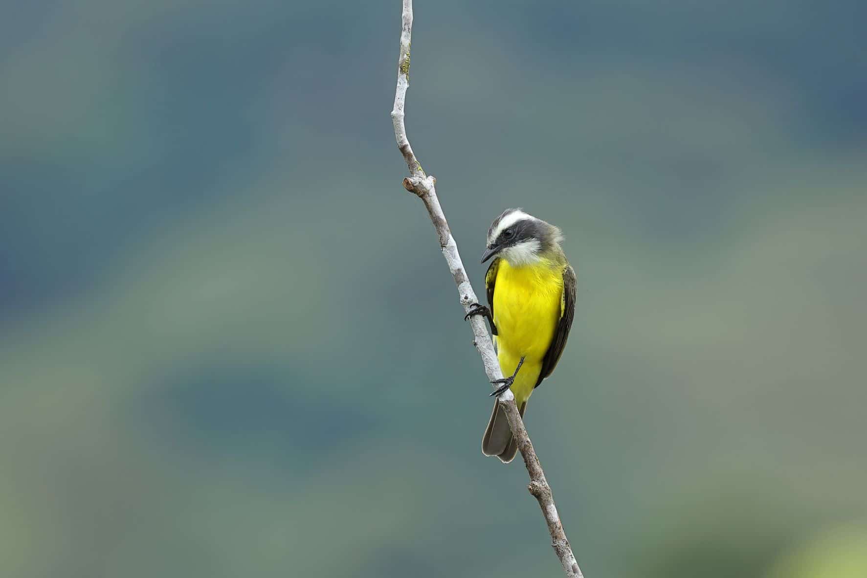 Social Flycatcher