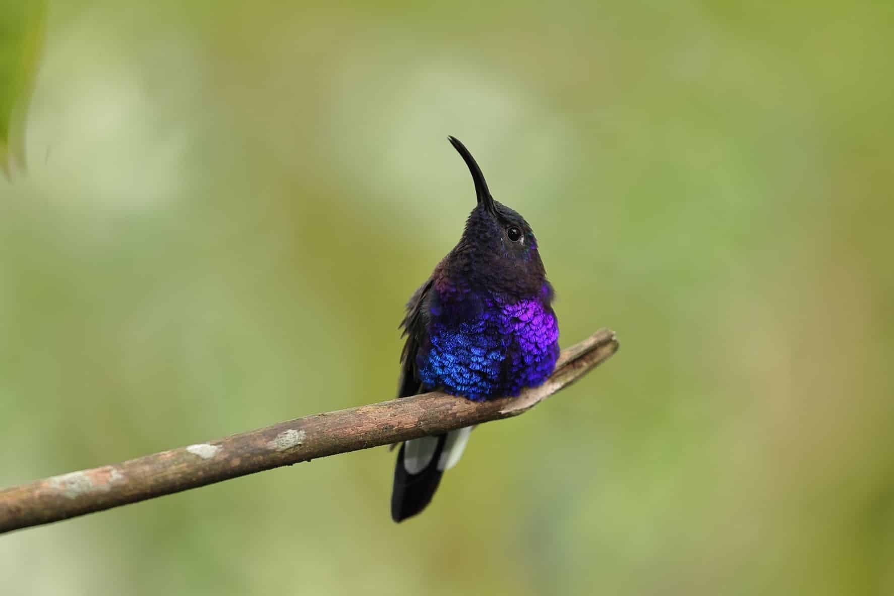 Violet Sabrewing -1