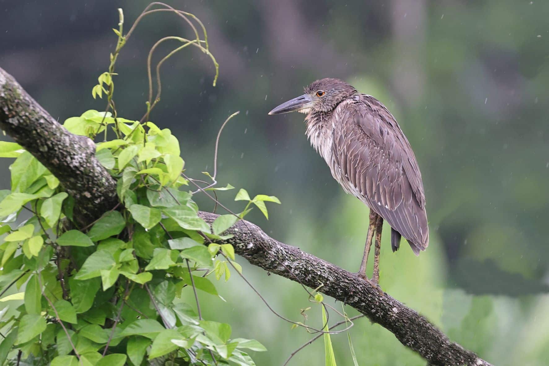 Yellow crowned night Heron -1