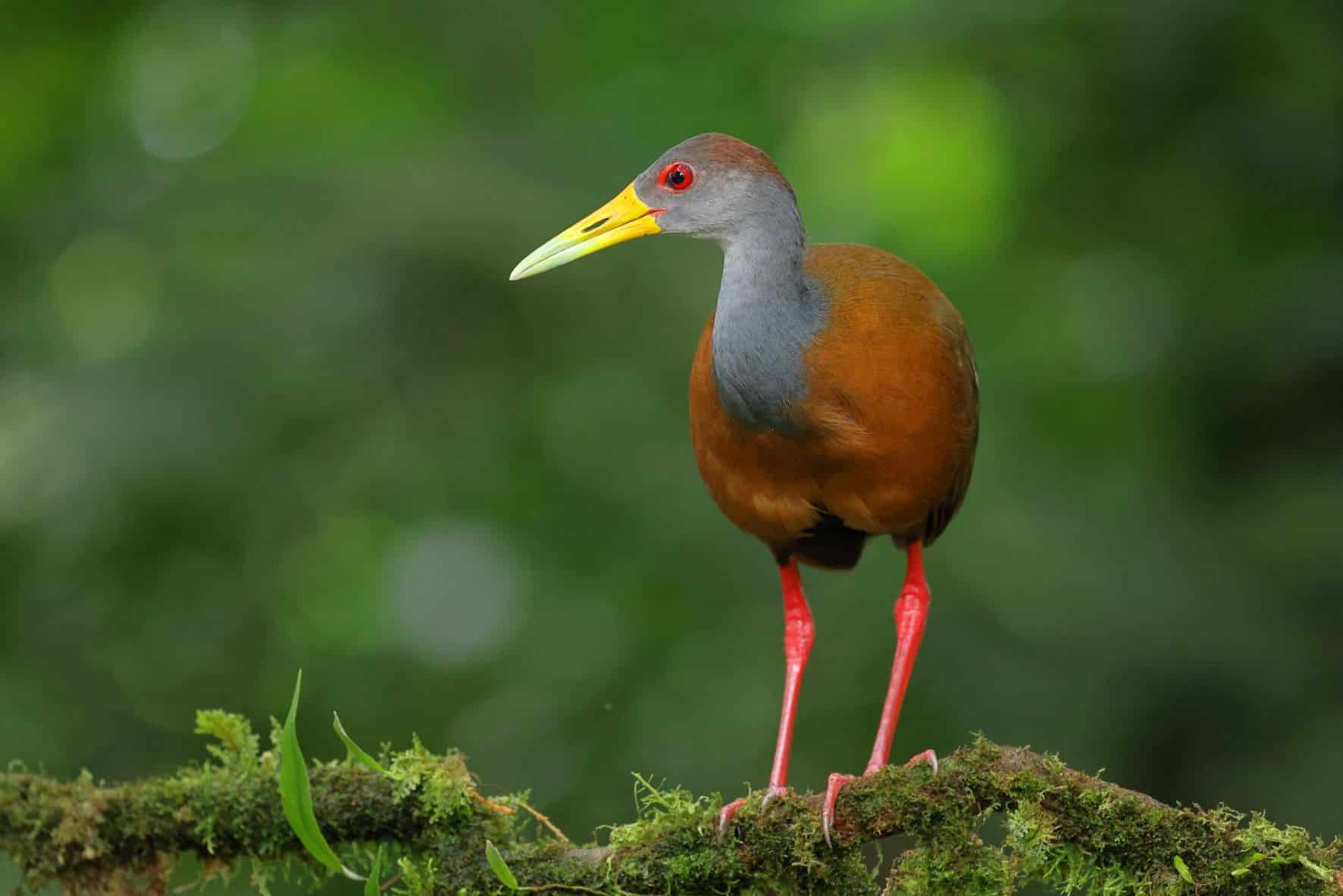 GGay cowled Wood Rail-1
