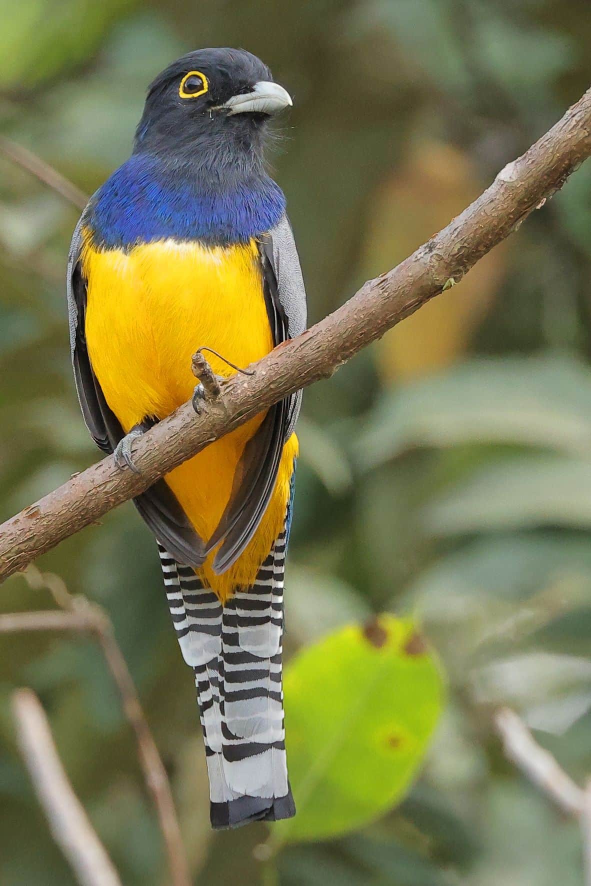 Gartered Trogon 2
