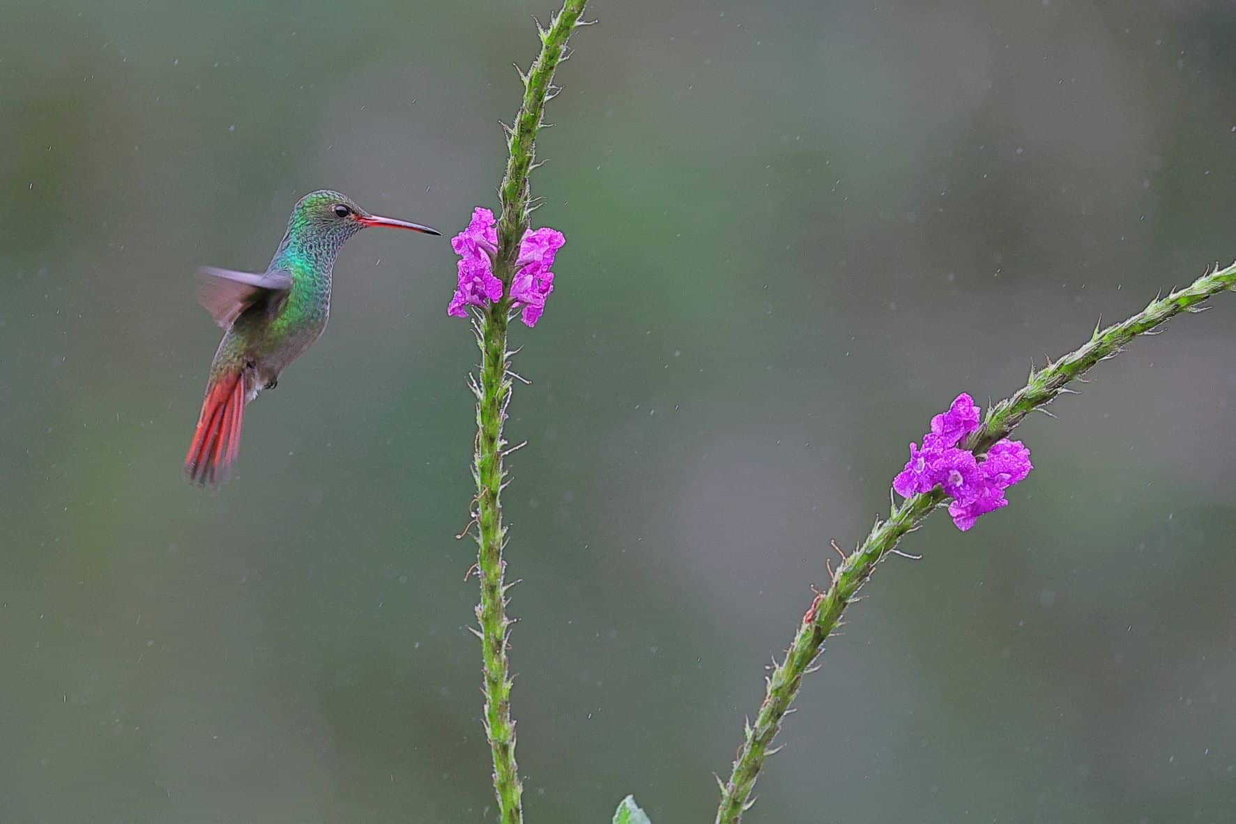 Roufus tailed Hummingbird 3
