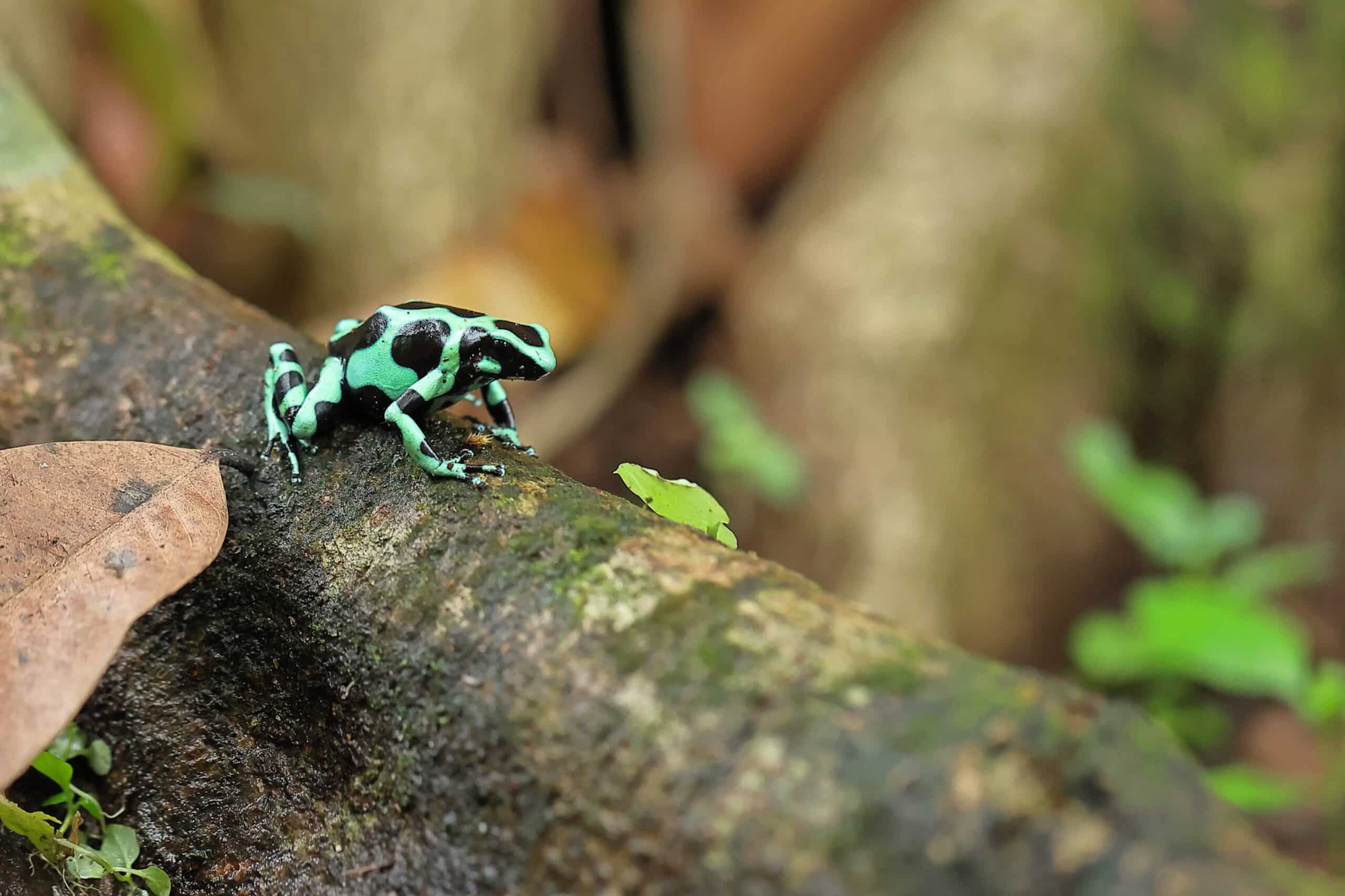 Black and green poison dart Frog