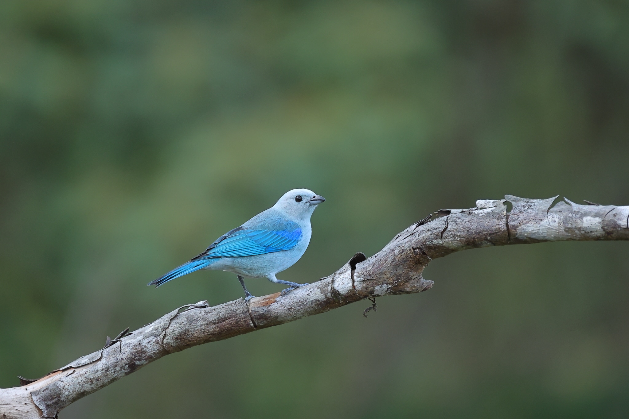 Blue gray Tanager 2