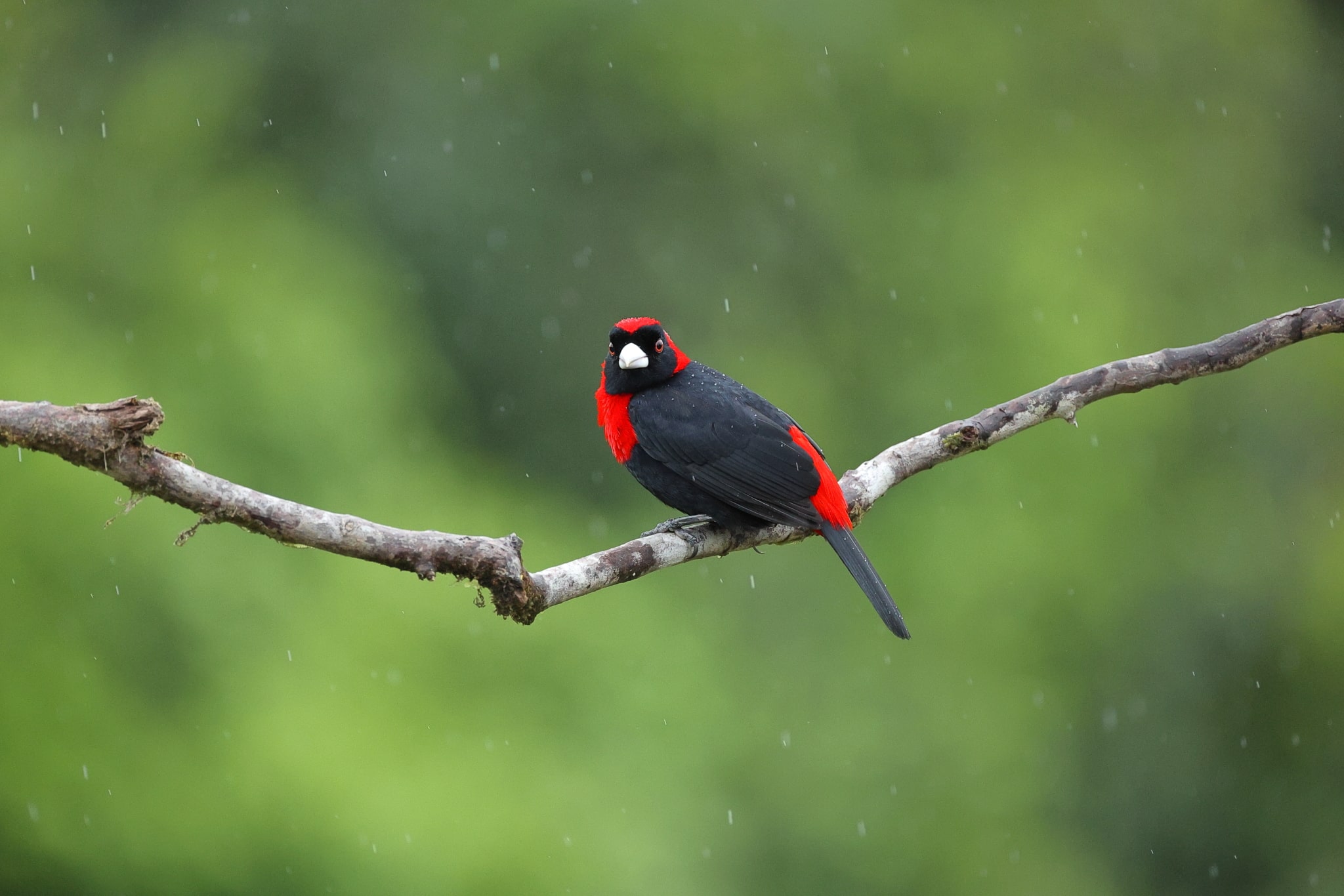 Crimson collared Tanager 3