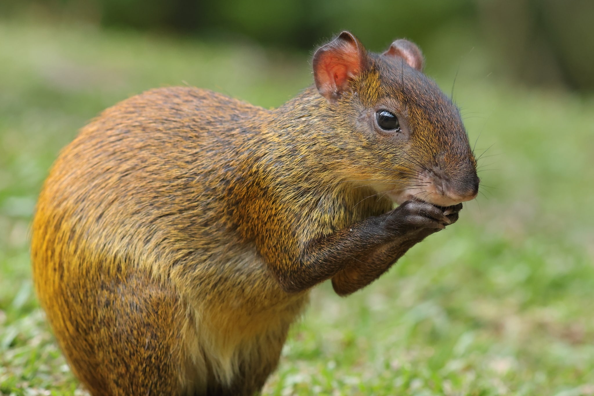 Agouti 2