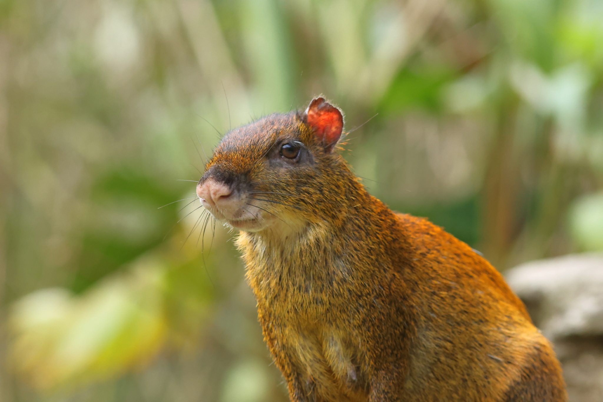 Agouti