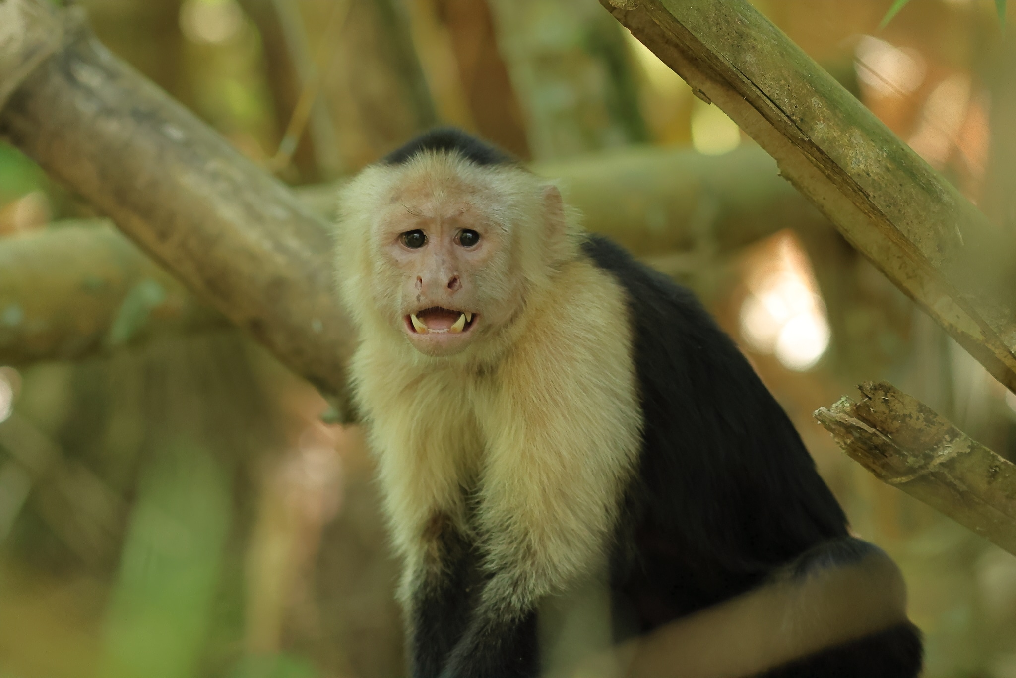 Capuchin Monkey 2
