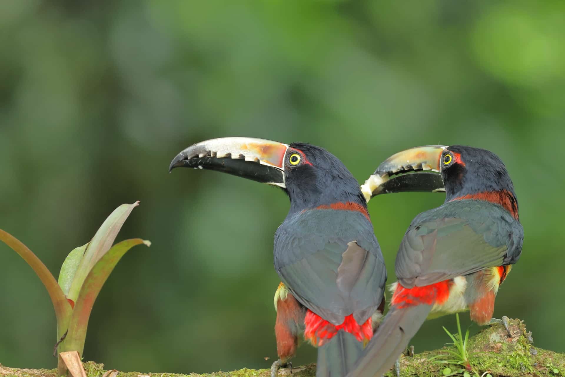 Collared Aracari