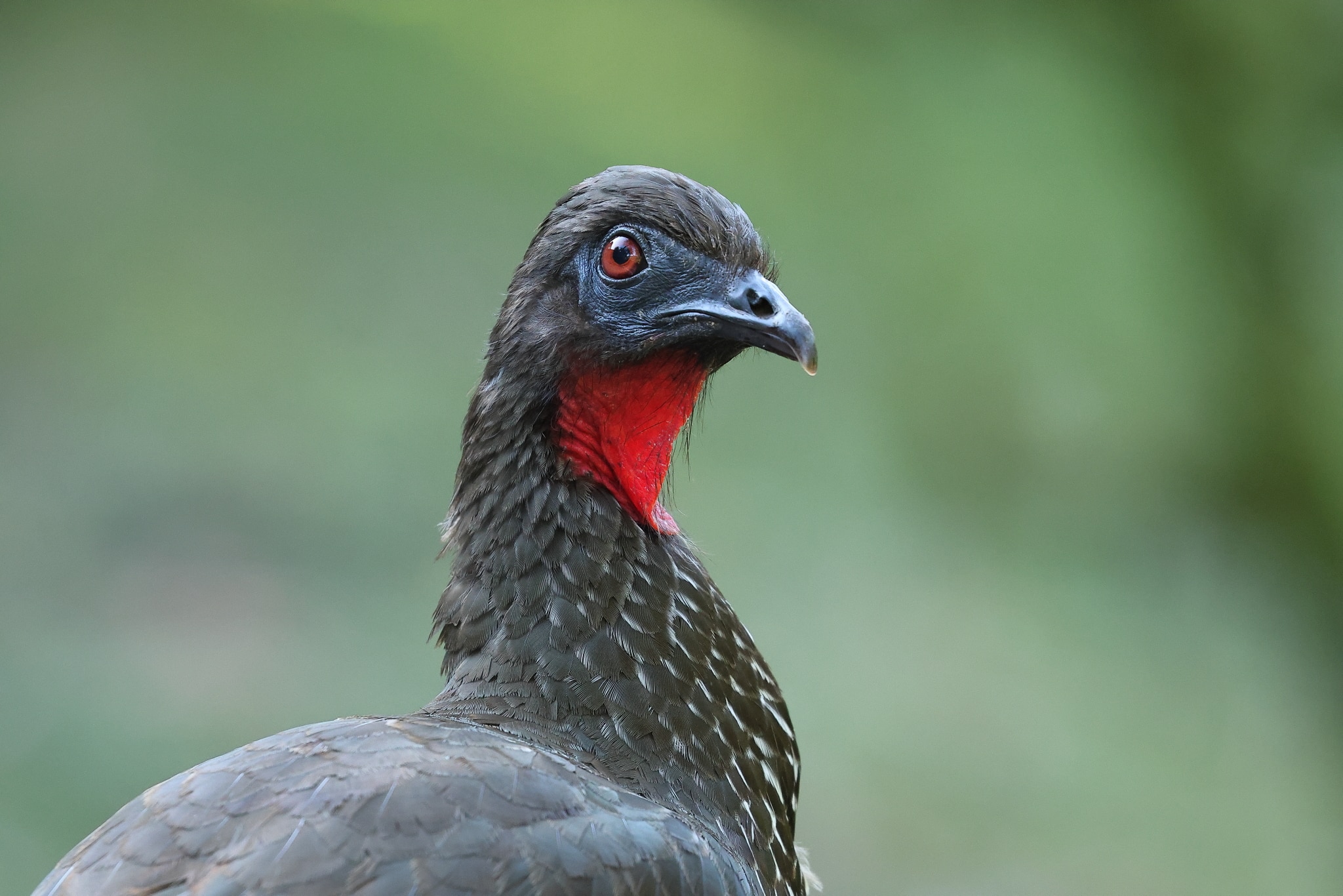 Crested Guan