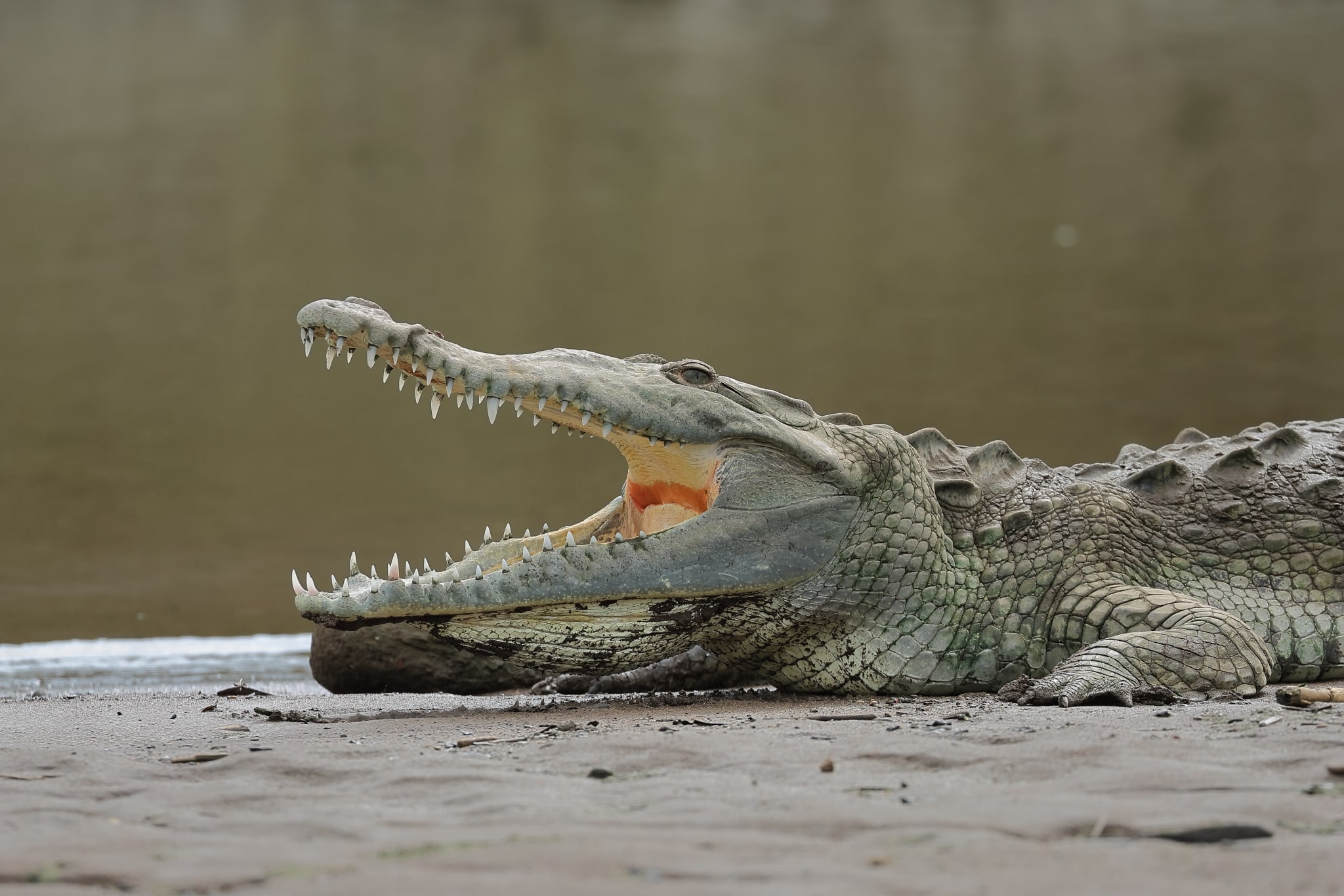 Crocodile 2
