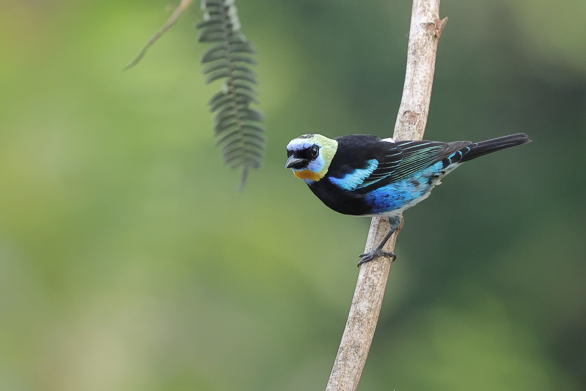 Golden hooded Tanager 2