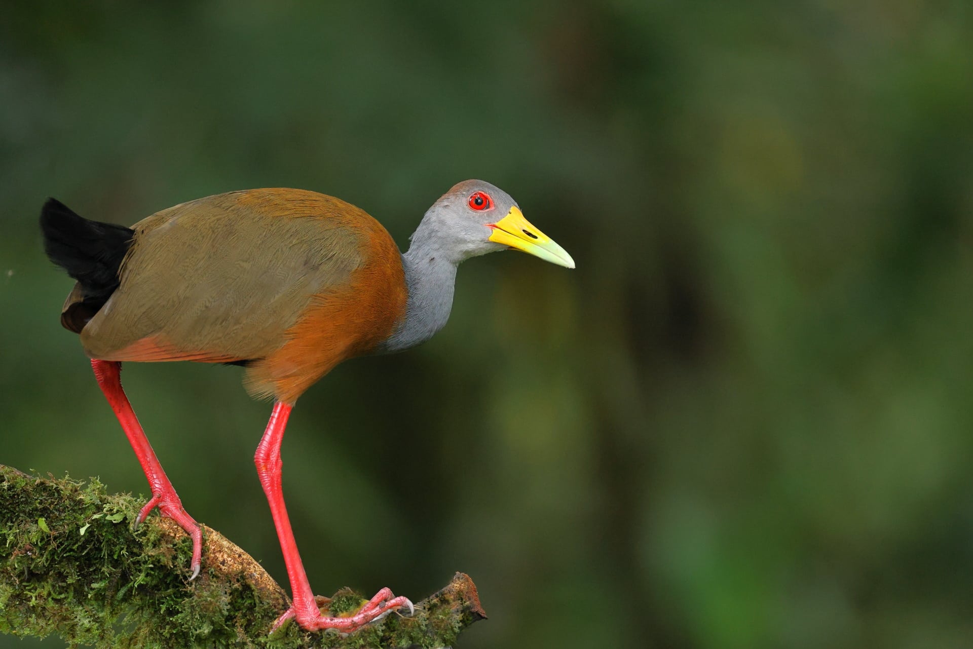 Gray cowle Wood Rail 4