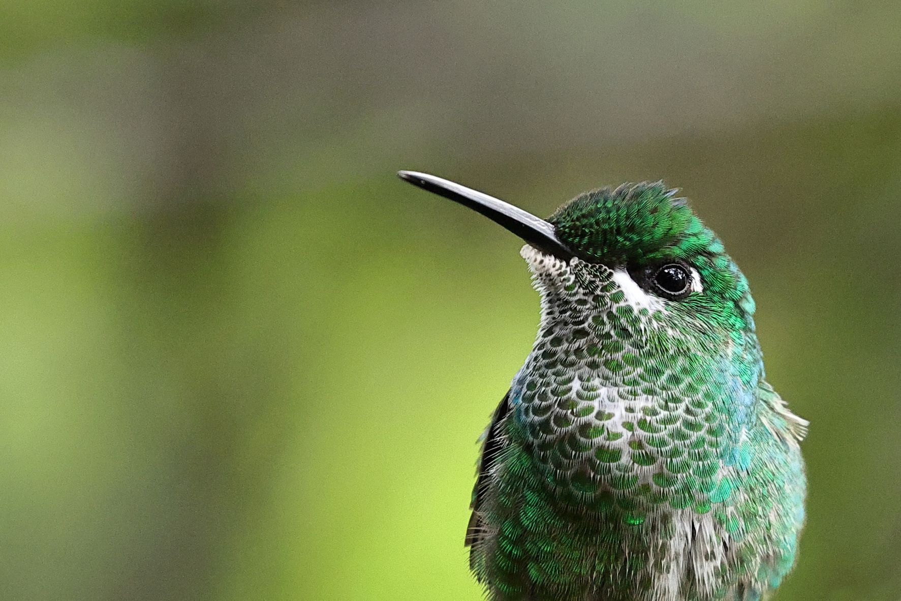 Green crowned Brilliant -1