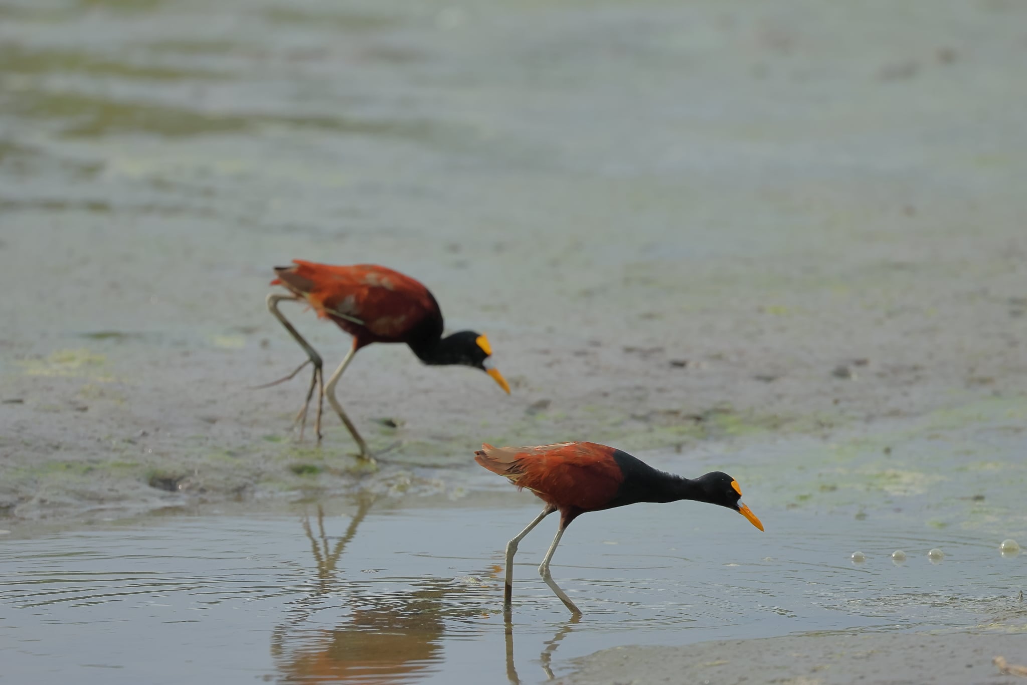 Jacana
