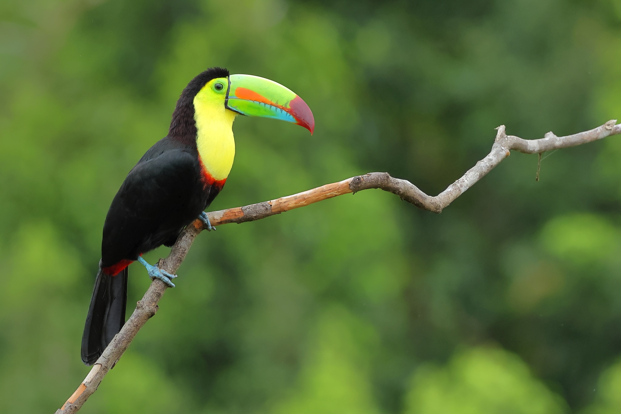 Keel billed Toucan 6