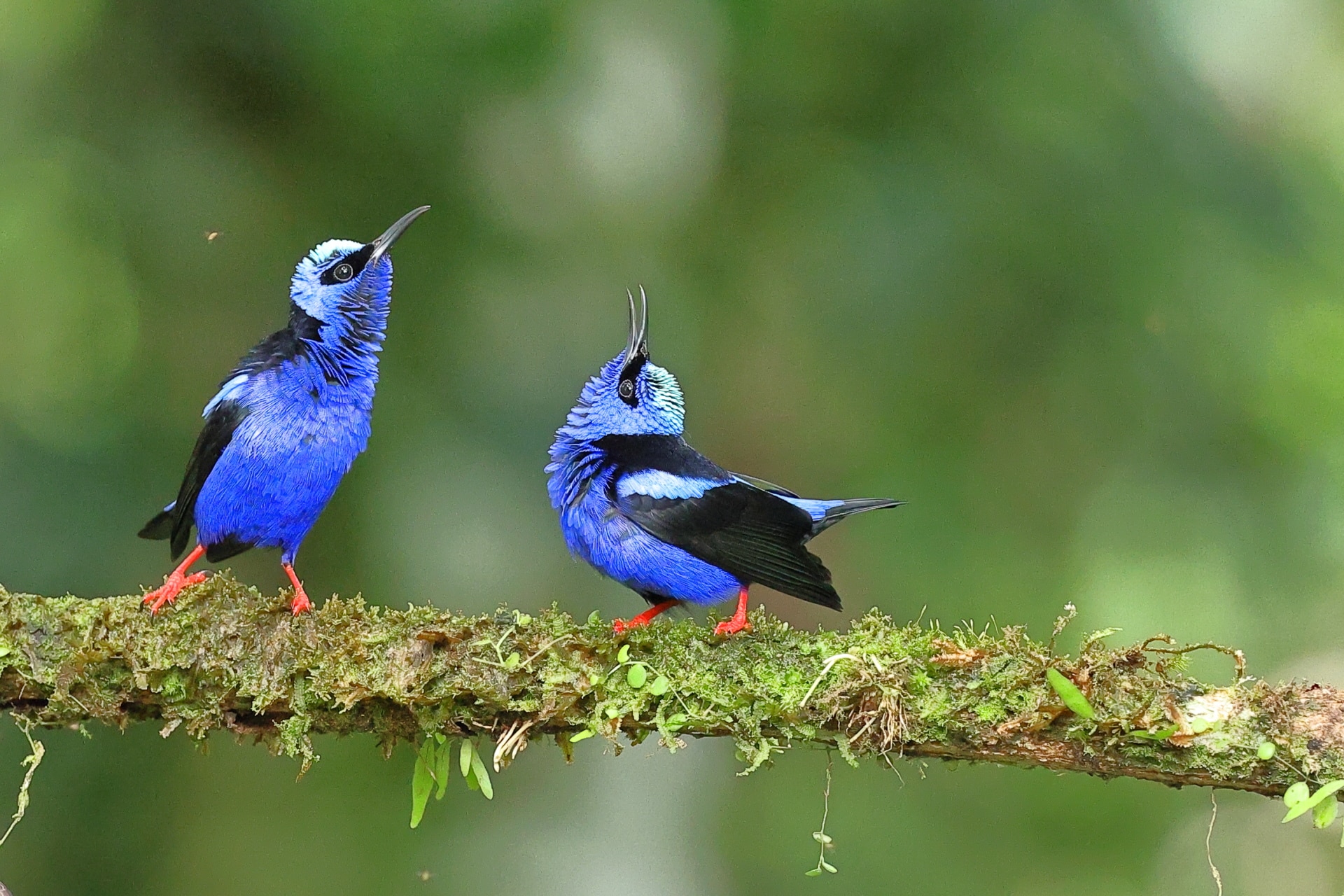 Red legged Honeycreeper 6