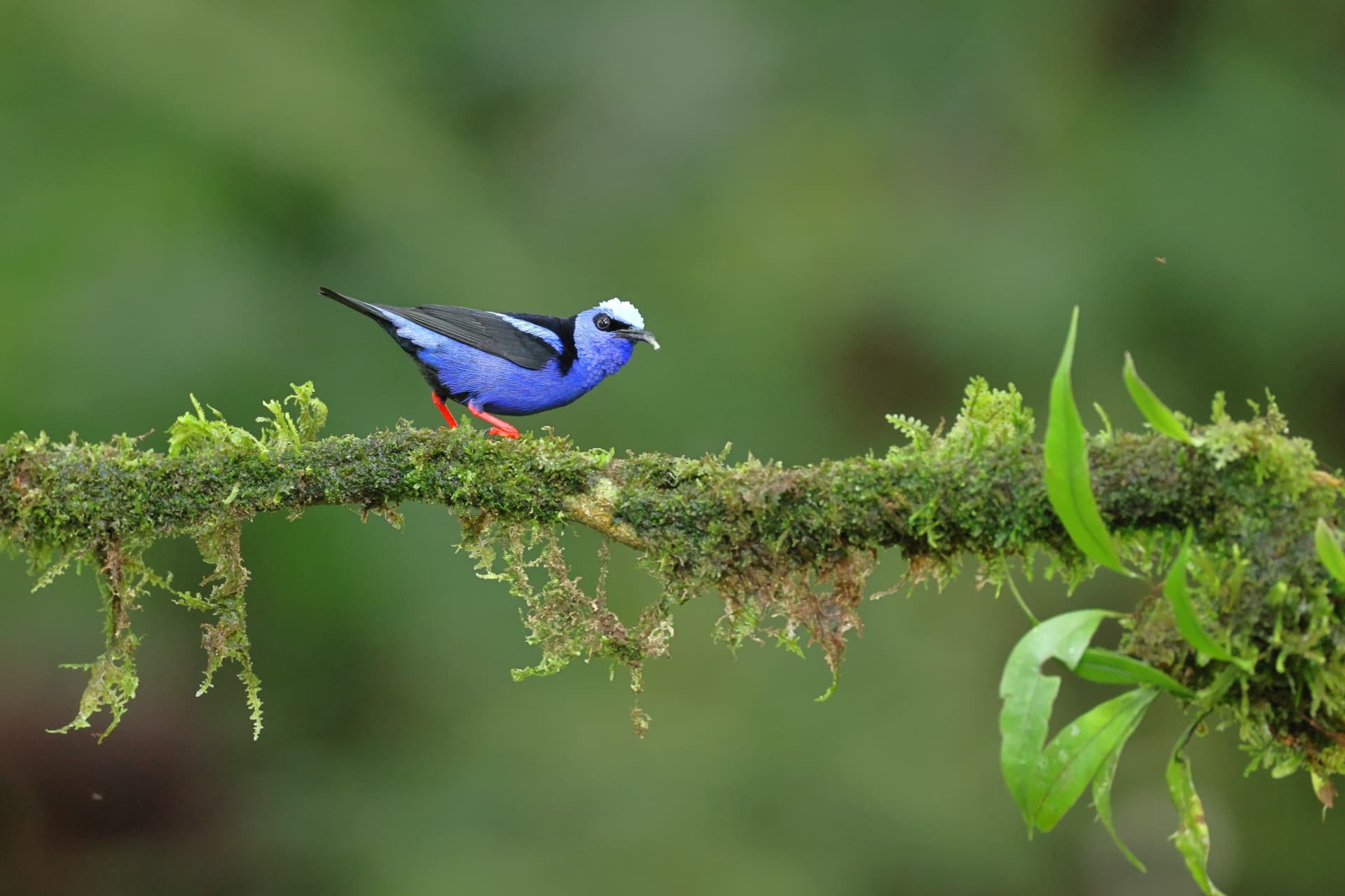 Red legged Honeycreeper