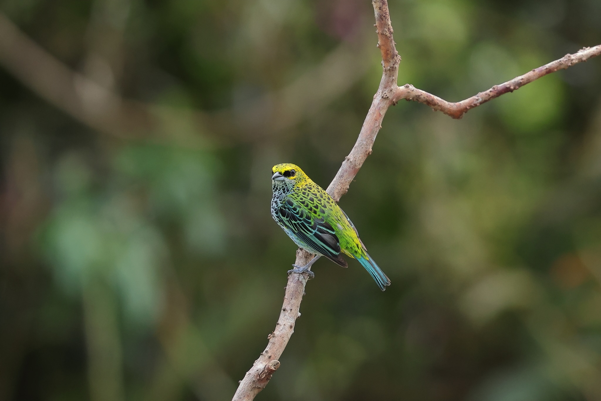 Speckled Tanager 3