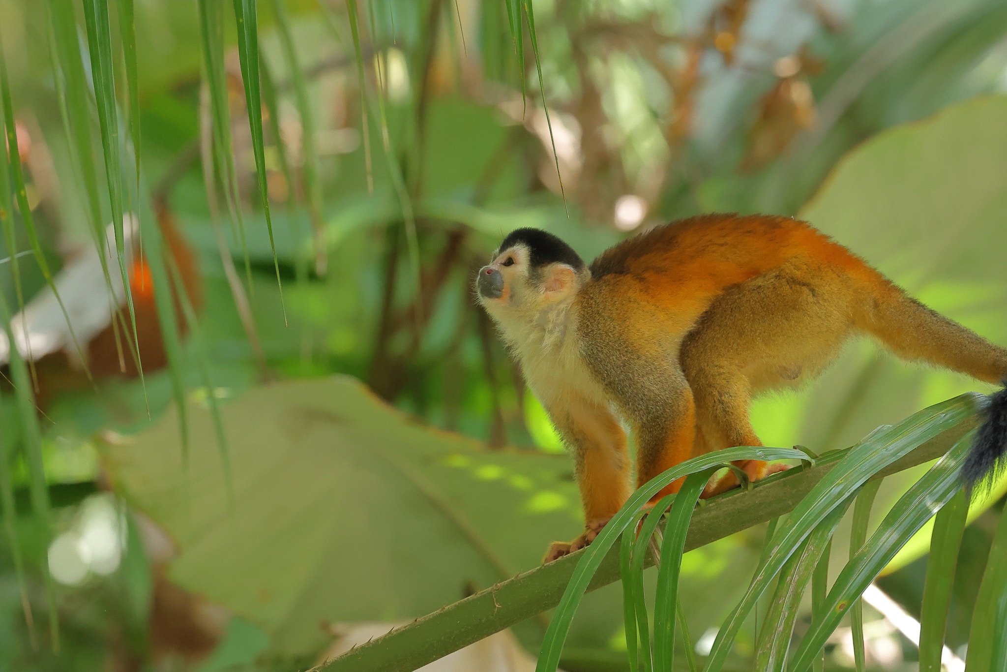 Squirrel Monkey 2