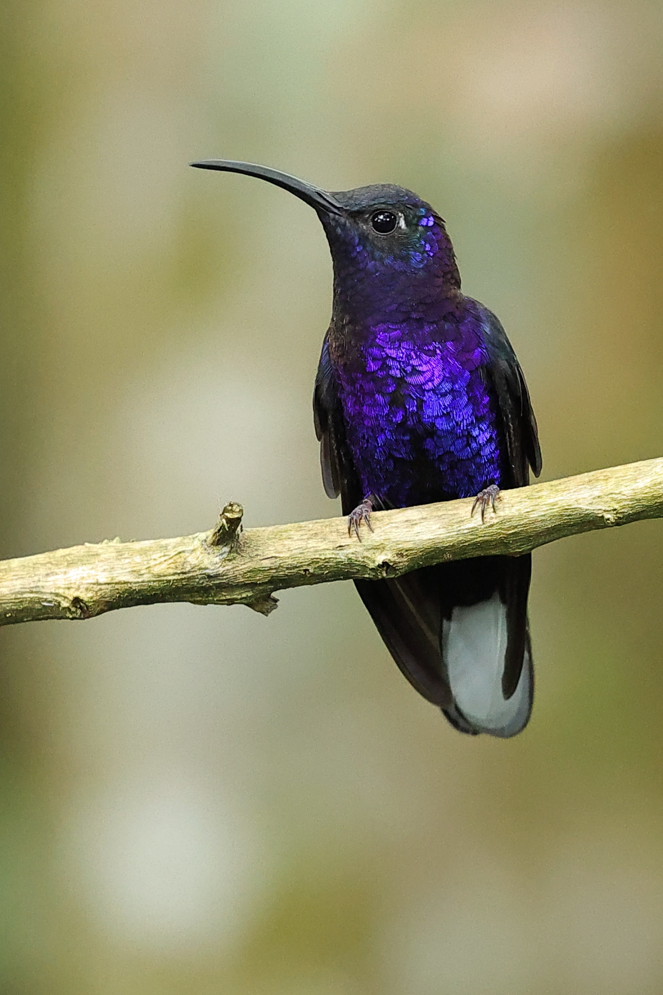 Violet Sabrewing