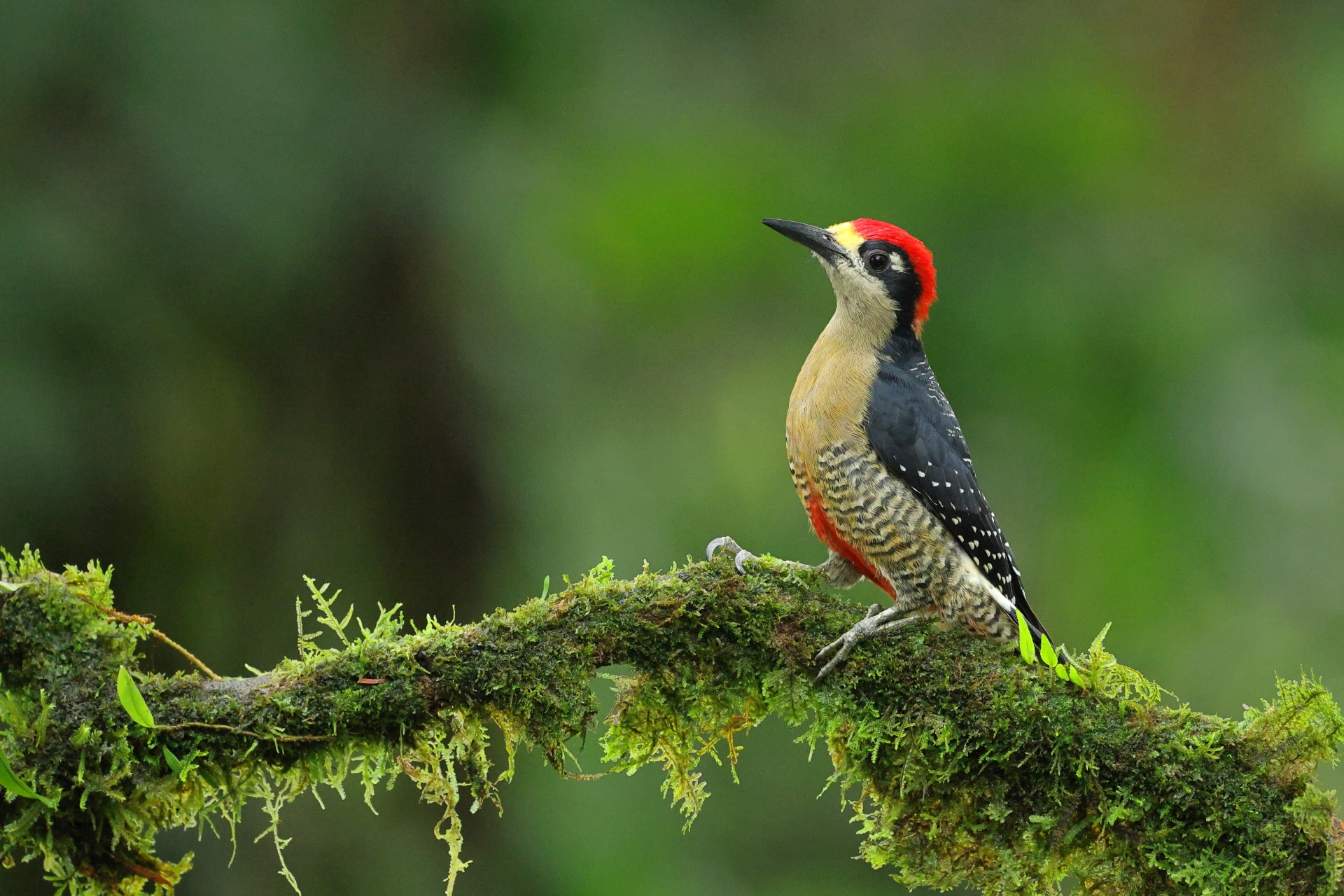 Black cheeked Woodpecker