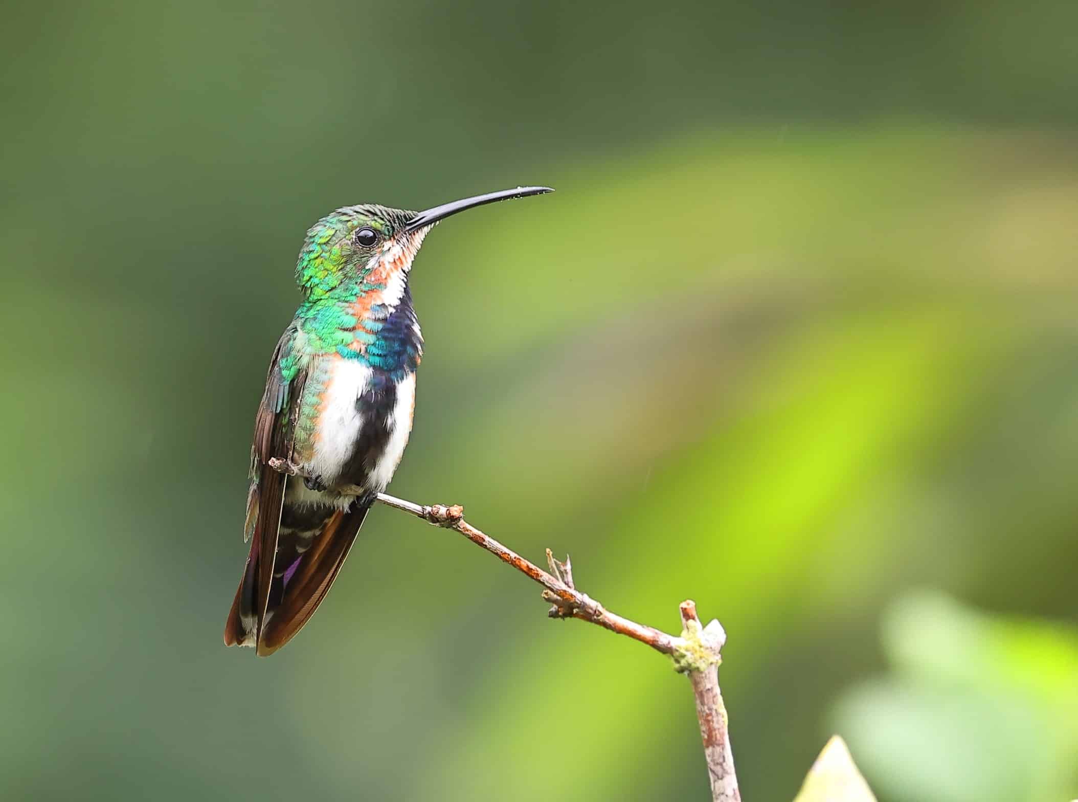 Green breasted Mango 6