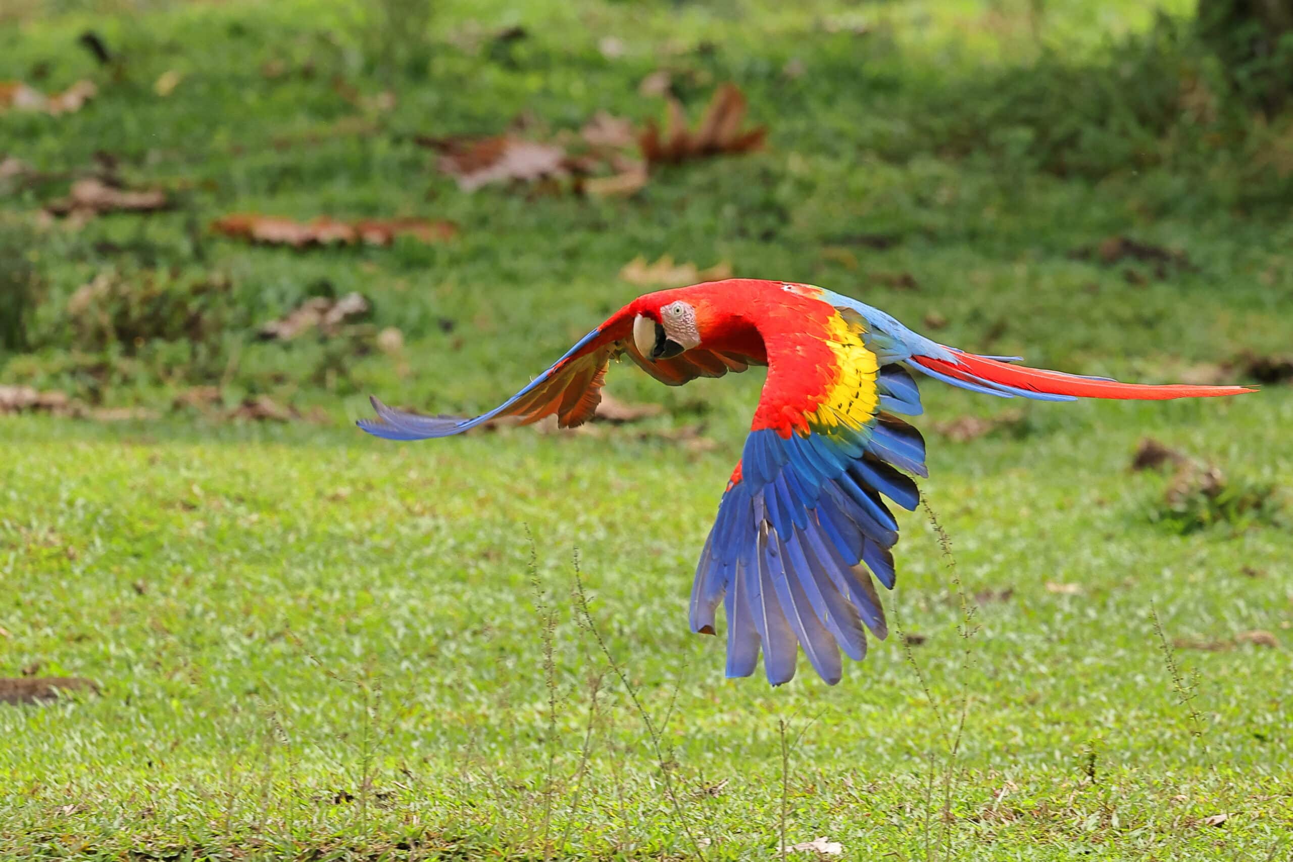 Scarlet Macaw 11