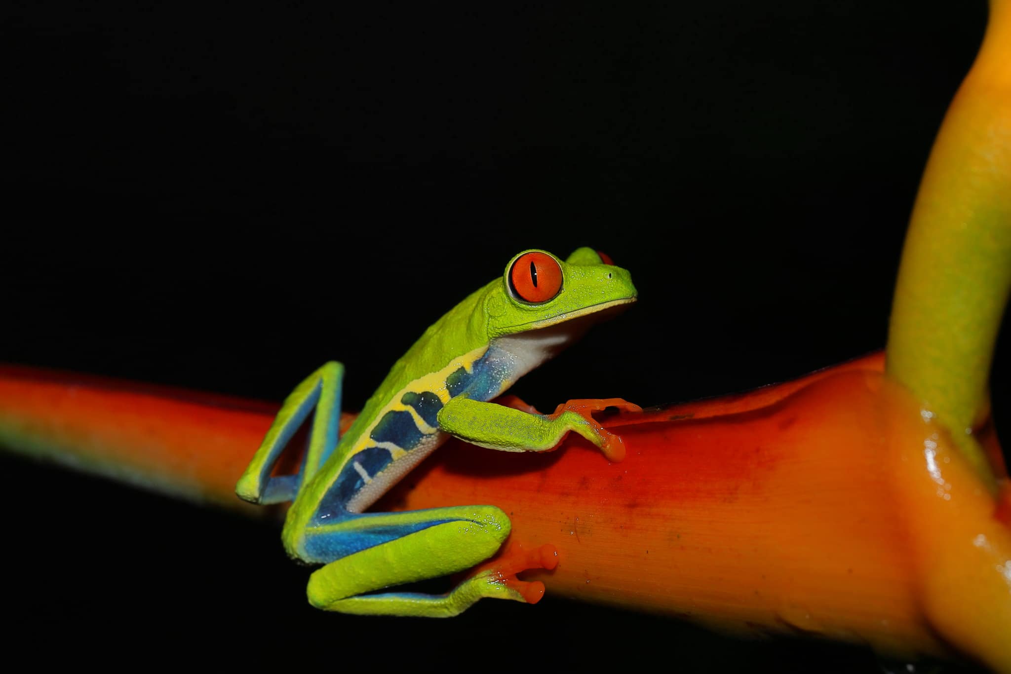 Family Vacation Costa Rica Family Adventure Tour Family-Friendly Eco Travel Kid-Friendly Nature Tours Family Safari Tour Multi-Generational Family Trip Family Exploration Tour Adventure for Families Family Getaway Costa Rica Educational Family Tours Natural History Tour Wildlife & Nature Expedition Educational Natural History Journey Biodiversity Discovery Tour Eco History Tour Costa Rica Natural History Experience Geological & Wildlife Tour Cultural and Natural History Tour Nature and History Expedition Science & Nature Exploration Costa Rica