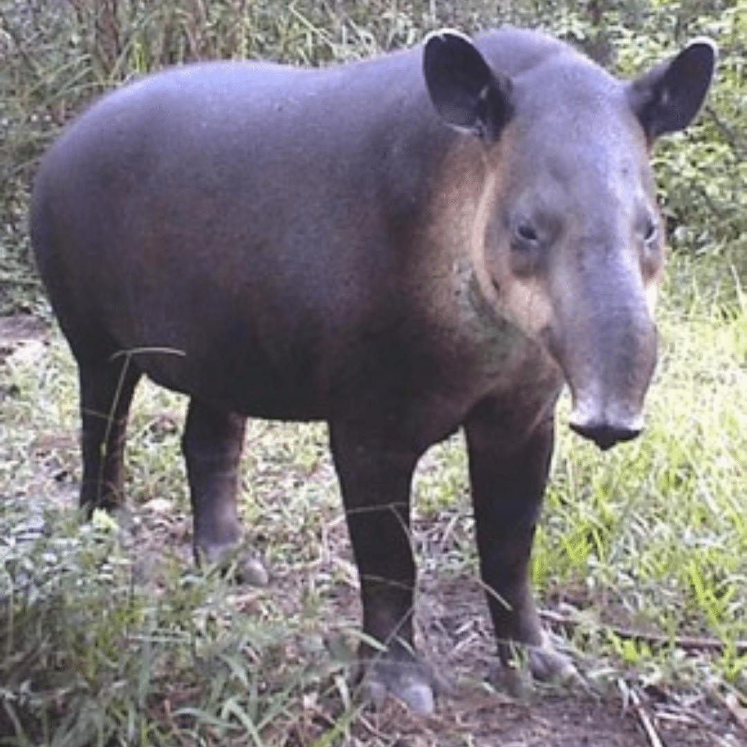 Tapir