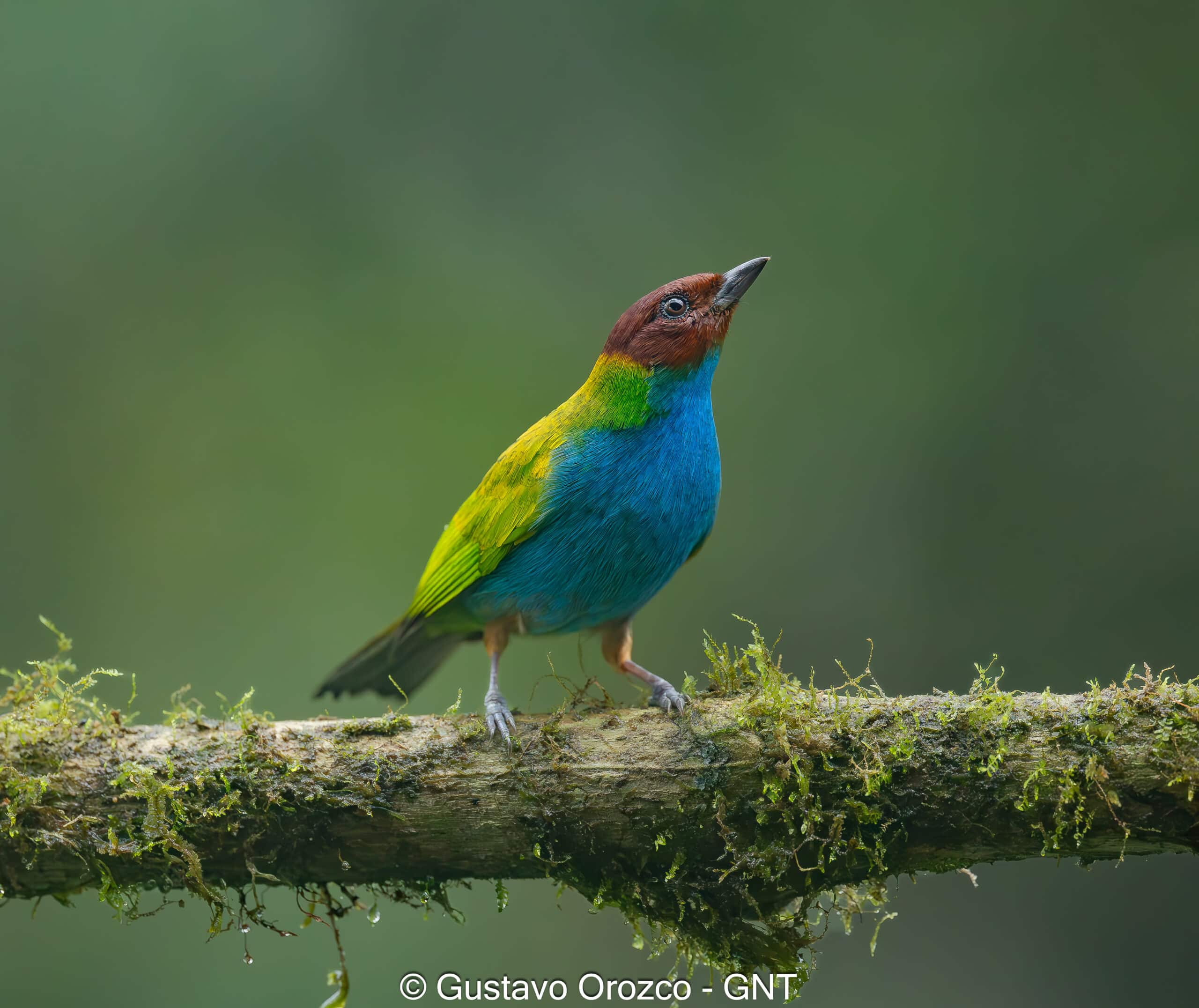 Family Vacation Costa Rica Family Adventure Tour Family-Friendly Eco Travel Kid-Friendly Nature Tours Family Safari Tour Multi-Generational Family Trip Family Exploration Tour Adventure for Families Family Getaway Costa Rica Educational Family Tours Natural History Tour Wildlife & Nature Expedition Educational Natural History Journey Biodiversity Discovery Tour Eco History Tour Costa Rica Natural History Experience Geological & Wildlife Tour Cultural and Natural History Tour Nature and History Expedition Science & Nature Exploration Costa Rica
