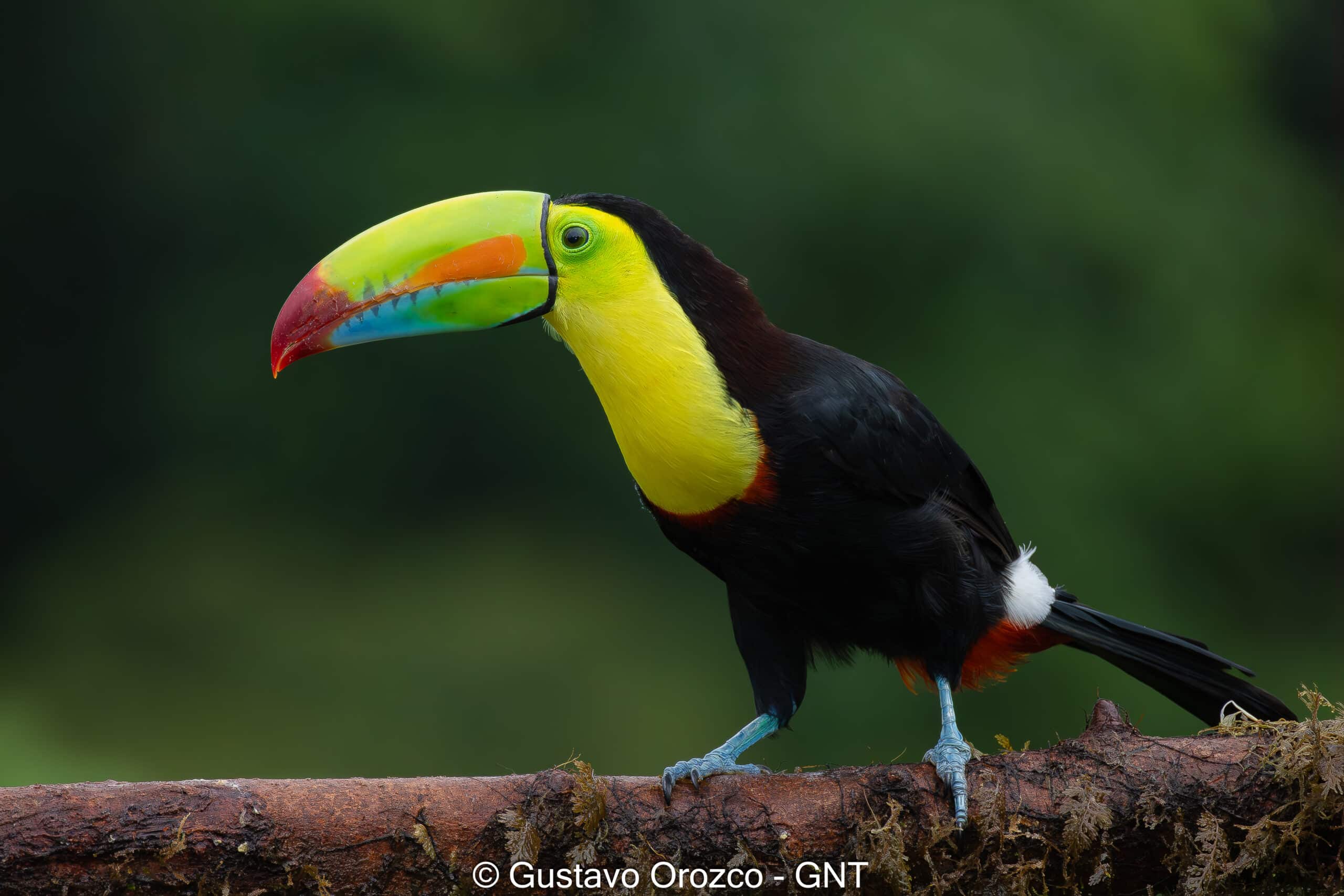 Family Vacation Costa Rica Family Adventure Tour Family-Friendly Eco Travel Kid-Friendly Nature Tours Family Safari Tour Multi-Generational Family Trip Family Exploration Tour Adventure for Families Family Getaway Costa Rica Educational Family Tours Natural History Tour Wildlife & Nature Expedition Educational Natural History Journey Biodiversity Discovery Tour Eco History Tour Costa Rica Natural History Experience Geological & Wildlife Tour Cultural and Natural History Tour Nature and History Expedition Science & Nature Exploration Costa Rica