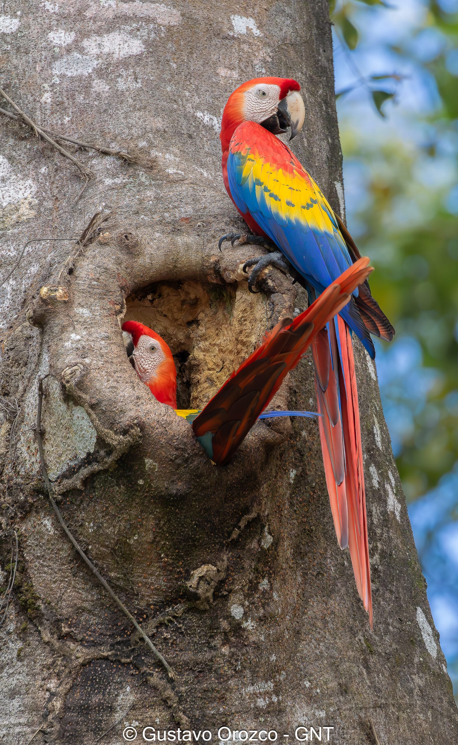 Family Vacation Costa Rica Family Adventure Tour Family-Friendly Eco Travel Kid-Friendly Nature Tours Family Safari Tour Multi-Generational Family Trip Family Exploration Tour Adventure for Families Family Getaway Costa Rica Educational Family Tours Natural History Tour Wildlife & Nature Expedition Educational Natural History Journey Biodiversity Discovery Tour Eco History Tour Costa Rica Natural History Experience Geological & Wildlife Tour Cultural and Natural History Tour Nature and History Expedition Science & Nature Exploration Costa Rica