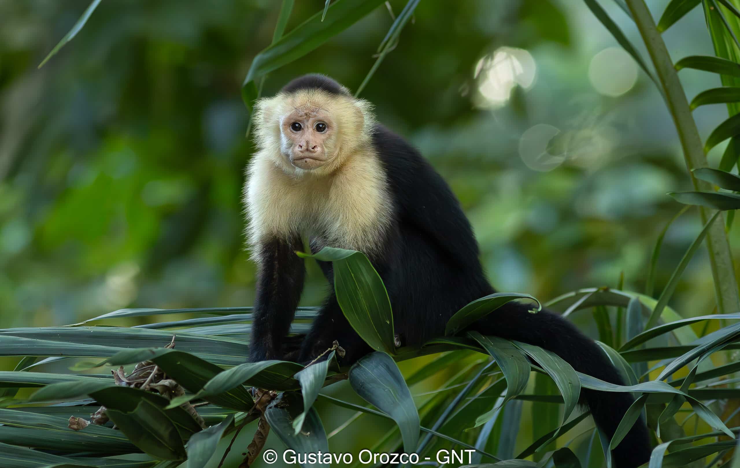 Family Vacation Costa Rica Family Adventure Tour Family-Friendly Eco Travel Kid-Friendly Nature Tours Family Safari Tour Multi-Generational Family Trip Family Exploration Tour Adventure for Families Family Getaway Costa Rica Educational Family Tours Natural History Tour Wildlife & Nature Expedition Educational Natural History Journey Biodiversity Discovery Tour Eco History Tour Costa Rica Natural History Experience Geological & Wildlife Tour Cultural and Natural History Tour Nature and History Expedition Science & Nature Exploration Costa Rica