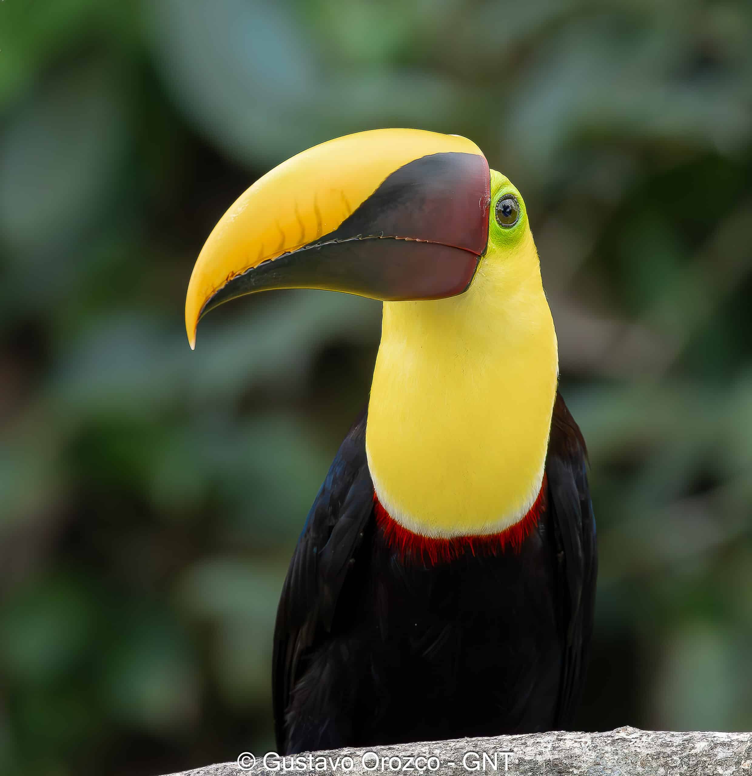 Family Vacation Costa Rica Family Adventure Tour Family-Friendly Eco Travel Kid-Friendly Nature Tours Family Safari Tour Multi-Generational Family Trip Family Exploration Tour Adventure for Families Family Getaway Costa Rica Educational Family Tours Natural History Tour Wildlife & Nature Expedition Educational Natural History Journey Biodiversity Discovery Tour Eco History Tour Costa Rica Natural History Experience Geological & Wildlife Tour Cultural and Natural History Tour Nature and History Expedition Science & Nature Exploration Costa Rica