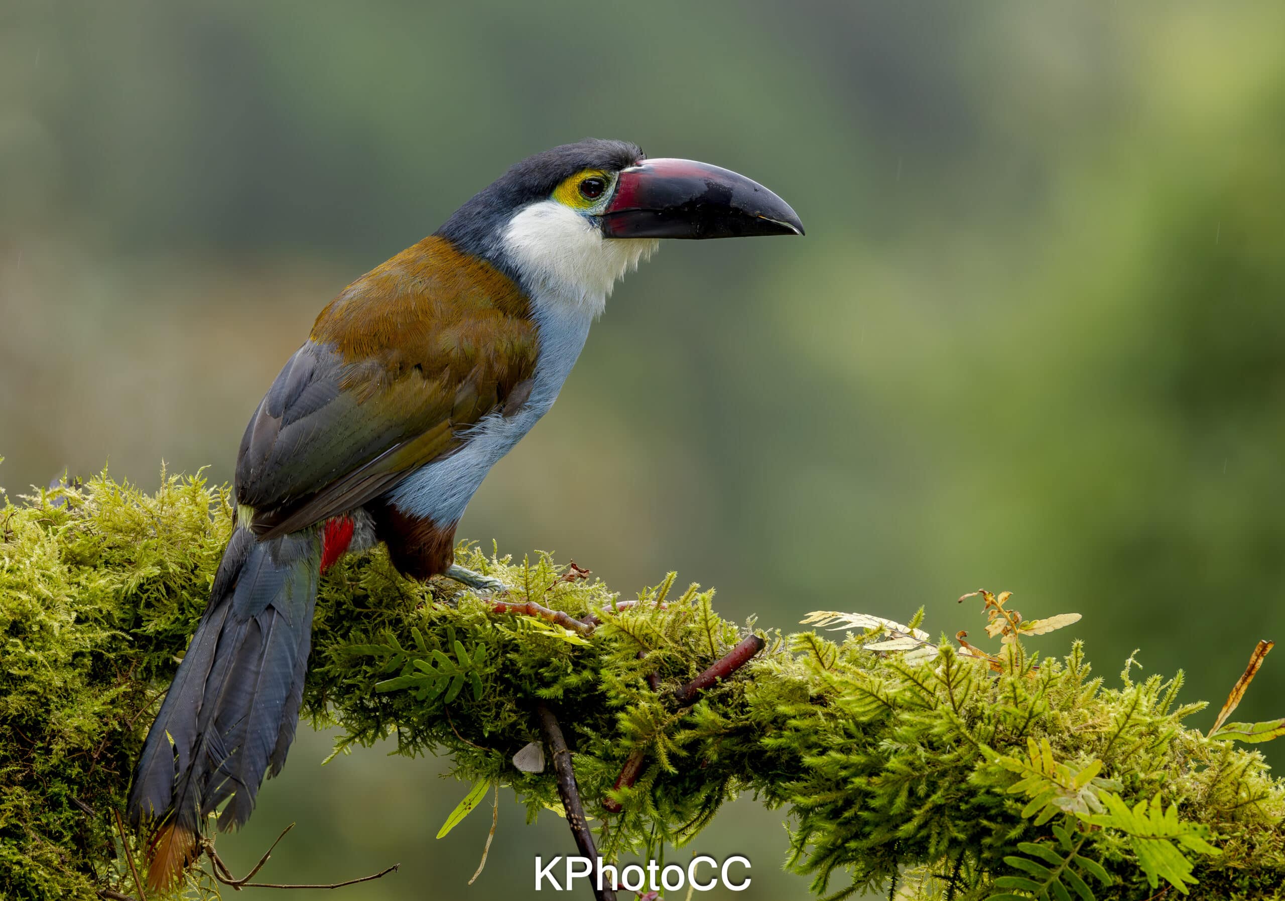 Nature Photography Tour Wildlife Photography Expedition Professional Photography Adventure Landscape Photography Journey Eco Photography Tour Adventure Photography Trip Costa Rica Photography Experience Natural Light Photography Tour Sunset Photography Adventure Wildlife & Nature Photography Colombia Amazing Photography Bird Watching Tour Birding Expedition Costa Rica Bird Safari Tropical Birding Adventure Guided Birdwatching Experience Ornithology Tour Exotic Bird Observation Wildlife Birding Journey Rare Bird Watching Adventure Nature & Bird Watching Tour Colombia birding Tours Costa Rica birding Tours Family Vacation Costa Rica Family Adventure Tour Family-Friendly Eco Travel Kid-Friendly Nature Tours Family Safari Tour Multi-Generational Family Trip Family Exploration Tour Adventure for Families Family Getaway Costa Rica Educational Family Tours Natural History Tour Wildlife & Nature Expedition Educational Natural History Journey Biodiversity Discovery Tour Eco History Tour Costa Rica Natural History Experience Geological & Wildlife Tour Cultural and Natural History Tour Nature and History Expedition Science & Nature Exploration